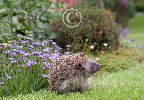 Hedgehog 8 DM0368